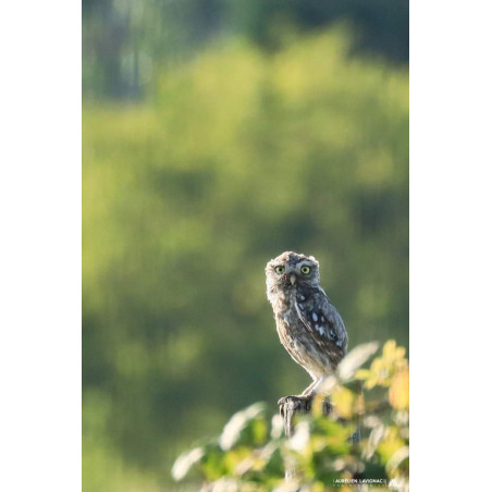 Série Animalière _ Gironde, Charente et Lot et Garonne - 2024