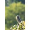 Tableau 40x60cm _ Photo Animalière _ Gironde et Pyrénées