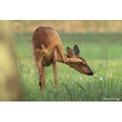Tableau 40x60cm _ Photo Animalière _ Gironde et Pyrénées