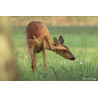 Tableau 40x60cm _ Photo Animalière _ Gironde et Pyrénées