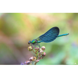Tableau 40x60cm _ Photo Animalière _ Gironde et Pyrénées