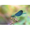 Tableau 40x60cm _ Photo Animalière _ Gironde et Pyrénées