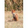 Tableau 40x60cm _ Photo Animalière _ Gironde et Pyrénées