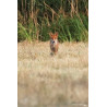 Tableau 40x60cm _ Photo Animalière _ Gironde et Pyrénées