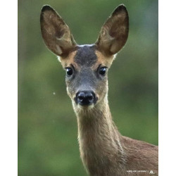 Tableau 40x60cm _ Photo Animalière _ Gironde et Pyrénées