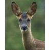 Tableau 40x60cm _ Photo Animalière _ Gironde et Pyrénées