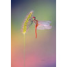 Tableau 40x60cm _ Photo Animalière _ Gironde et Pyrénées