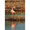 Tableau 40x60cm _ Photo Animalière _ Gironde et Pyrénées