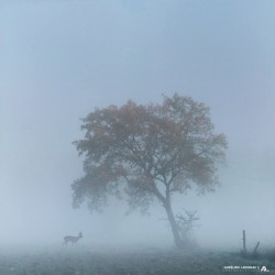 Tableau 40x60cm _ Photo Animalière _ Gironde et Pyrénées