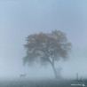 Tableau 40x60cm _ Photo Animalière _ Gironde et Pyrénées