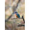 Tableau 40x60cm _ Photo Animalière _ Gironde et Pyrénées