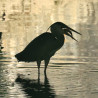 Tableau 40x60cm _ Photo Animalière _ Gironde et Pyrénées