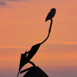 Tableau 40x60cm _ Photo Animalière _ Gironde et Pyrénées