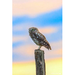 Tableau 40x60cm _ Photo Animalière _ Gironde et Pyrénées
