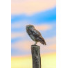 Tableau 40x60cm _ Photo Animalière _ Gironde et Pyrénées