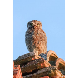 Tableau 40x60cm _ Photo Animalière _ Gironde et Pyrénées