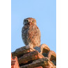 Tableau 40x60cm _ Photo Animalière _ Gironde et Pyrénées