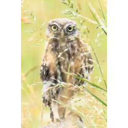 Tableau 40x60cm _ Photo Animalière _ Gironde et Pyrénées