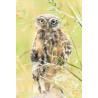Tableau 40x60cm _ Photo Animalière _ Gironde et Pyrénées