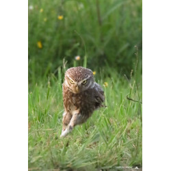 Tableau 40x60cm _ Photo Animalière _ Gironde et Pyrénées