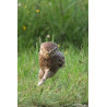 Tableau 40x60cm _ Photo Animalière _ Gironde et Pyrénées
