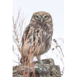 Tableau 40x60cm _ Photo Animalière _ Gironde et Pyrénées