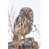Tableau 40x60cm _ Photo Animalière _ Gironde et Pyrénées
