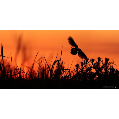 Série Animalière _ Gironde, Charente et Lot et Garonne - 2024