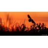 Tableau 40x60cm _ Photo Animalière _ Gironde et Pyrénées