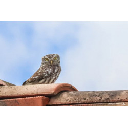 Tableau 40x60cm _ Photo Animalière _ Gironde et Pyrénées