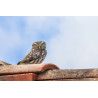Tableau 40x60cm _ Photo Animalière _ Gironde et Pyrénées