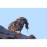 Tableau 40x60cm _ Photo Animalière _ Gironde et Pyrénées