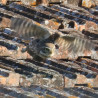 Tableau 40x60cm _ Photo Animalière _ Gironde et Pyrénées