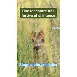 Tableau 40x60cm _ Photo Animalière _ Gironde et Pyrénées