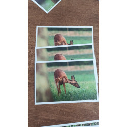 Tableau 40x60cm _ Photo Animalière _ Gironde et Pyrénées