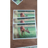 Tableau 40x60cm _ Photo Animalière _ Gironde et Pyrénées