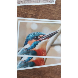 Tableau 40x60cm _ Photo Animalière _ Gironde et Pyrénées