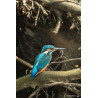 Tableau 40x60cm _ Photo Animalière _ Gironde et Pyrénées