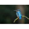Tableau 40x60cm _ Photo Animalière _ Gironde et Pyrénées