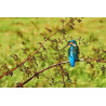 Art - Photo Animalière - Martin pêcheur aux couleurs de l'automne - Lac Artigues Bordeaux - Tresses- 2025