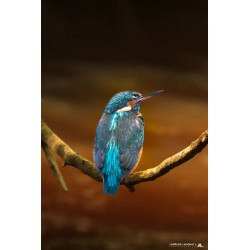 Martin pêcheur en Gironde _ Tableau 40x60cm _ Photographie d'art