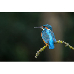 Martin pêcheur en Gironde _ Tableau 40x60cm _ Photographie d'art
