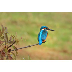 Martin pêcheur en Gironde _ Tableau 40x60cm _ Photographie d'art
