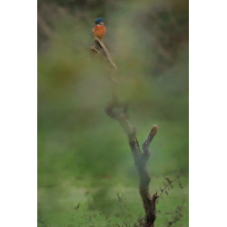 Martin pêcheur en Gironde _ Tableau 40x60cm _ Photographie d'art