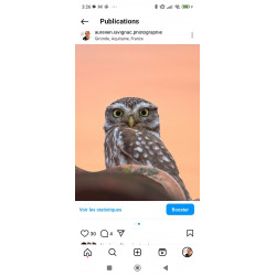 Hibou, chouette chevêche en...