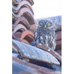 Hibou, chouette chevêche en Gironde _ Tableau 40x60cm _ Photographie d'art