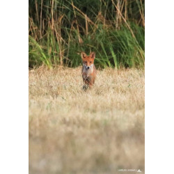 Hibou, chouette chevêche en Gironde _ Tableau 40x60cm _ Photographie d'art