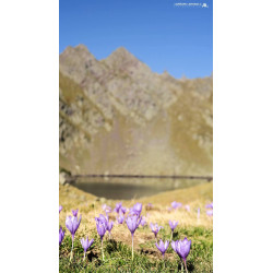 Photo - Montagne - Pyrénées...