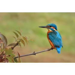 Photo - Martin pêcheur sur...