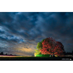 Photo - Chêne et racines_...